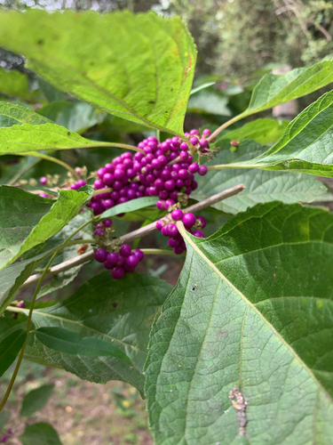 American beautyberry