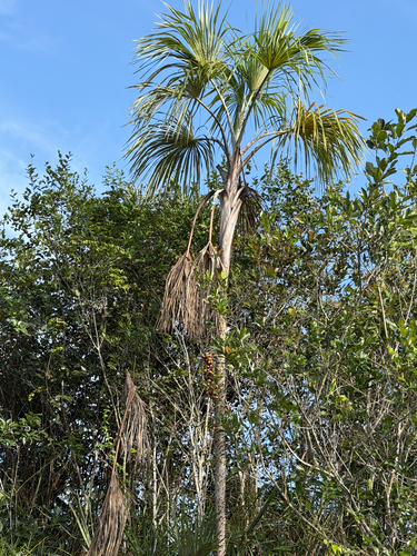 Mauritiella armata, photograph 1