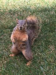 Sciurus niger