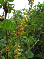 Ribes magellanicum