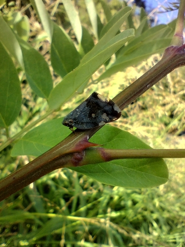 Black planthopper