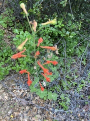 Delphinium nudicaule