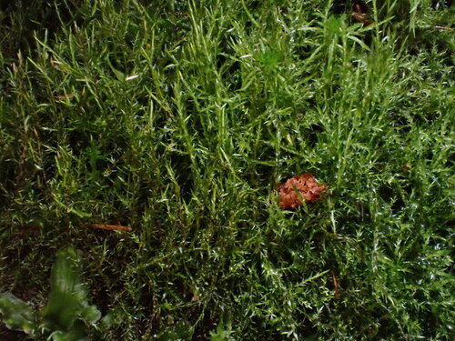 Spring Hook Moss