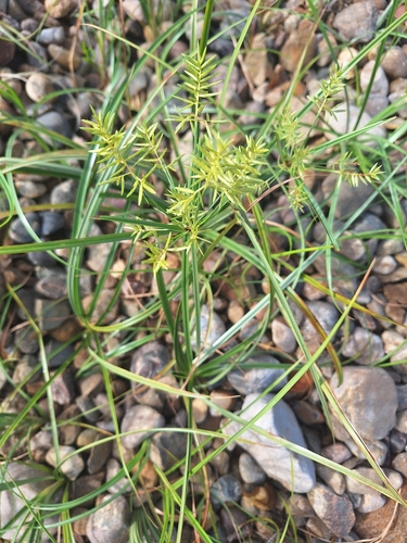 yellow nutsedge