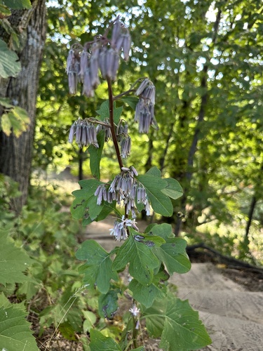 white rattlesnake root