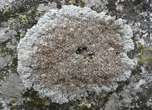 Lobothallia alphoplaca