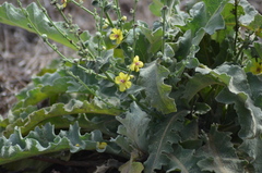 (c) Nico Hernandez, some rights reserved (CC BY) Verbascum sinuatum, photograph (c) Nico Hernandez, some rights reserved (CC BY)