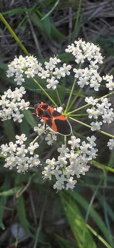 Tropidothorax leucopterus