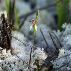 Eriochilus pulchellus
