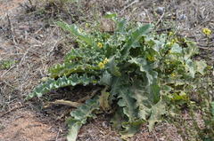 Verbascum sinuatum, photograph (c) Nico Hernandez, some rights reserved (CC BY)