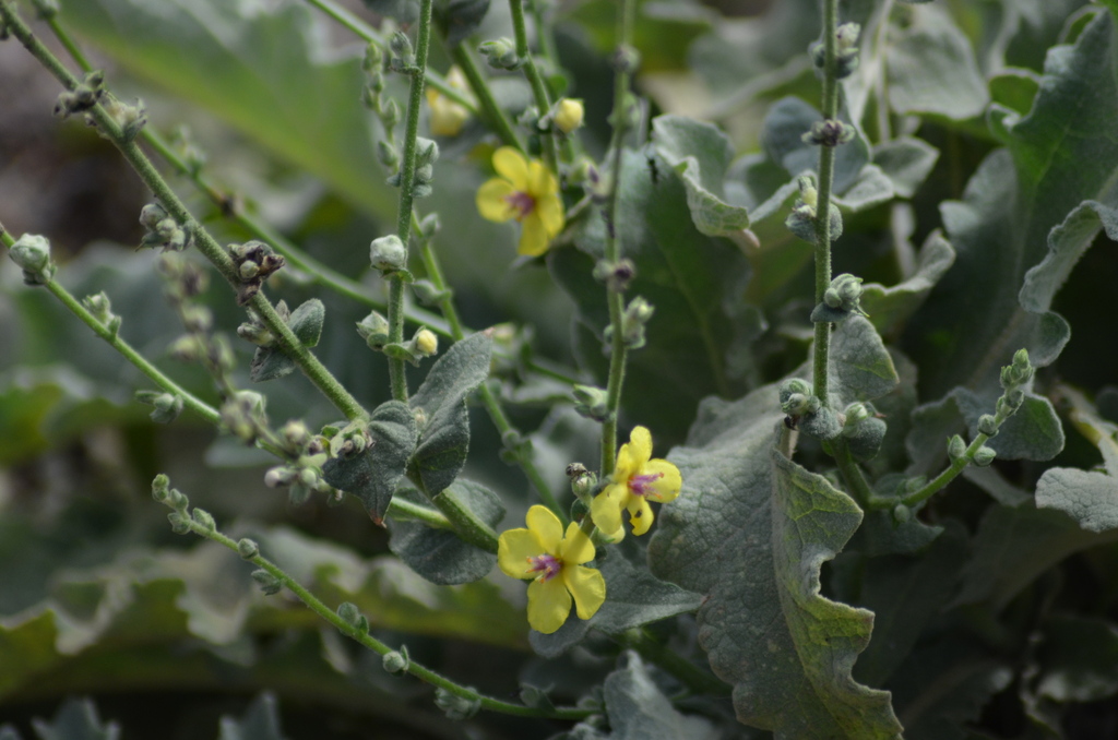 Verbascum sinuatum; photograph (c) Nico Hernandez, some rights reserved (CC BY)