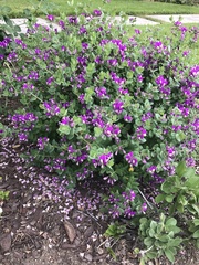 Polygala × dalmaisiana