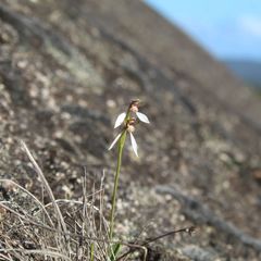 Eriochilus pulchellus