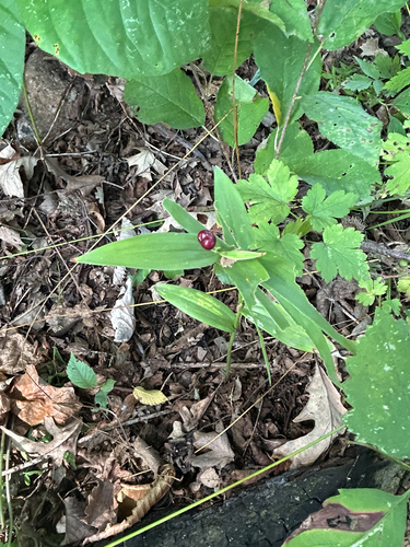 star-flowered lily-of-the-valley
