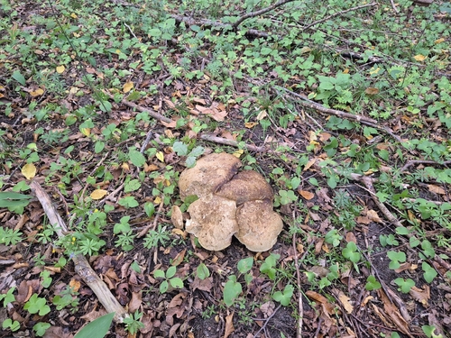 Devil's Bolete