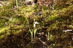 Eriochilus pulchellus