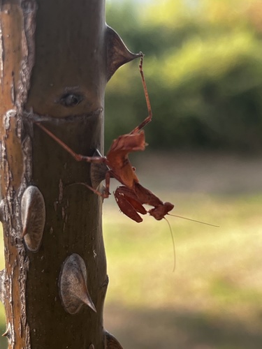 European Dwarf Mantis