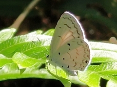 Celastrina lavendularis himilcon