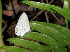 Celastrina lavendularis himilcon