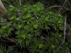 Azorella trifurcata