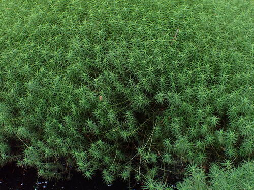 Common Haircap Moss
