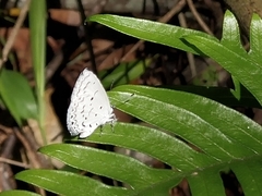 Celastrina lavendularis himilcon