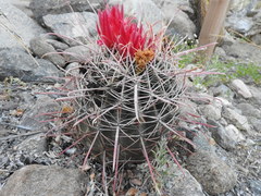 Ferocactus gracilis gatesii
