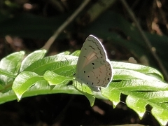 Celastrina lavendularis himilcon