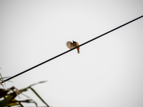 Red-whiskered Bulbul