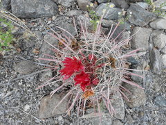 Ferocactus gracilis gatesii