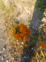 Erysimum capitatum capitatum