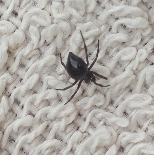 Ant-eating theridiid