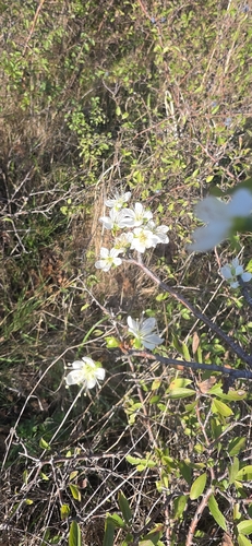 Blackthorn