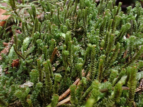 Orkney Notchwort