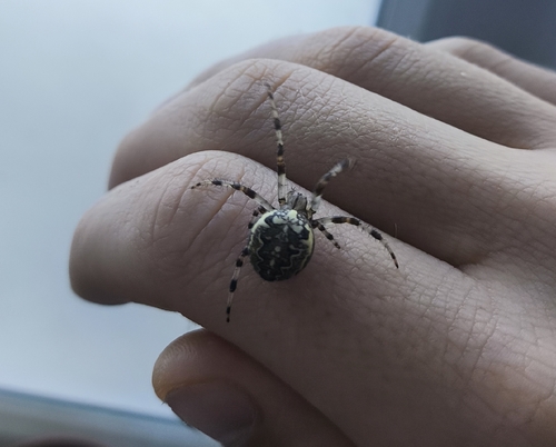 Marbled Orbweaver