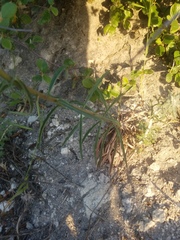 Erysimum capitatum capitatum