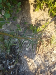 Erysimum capitatum capitatum