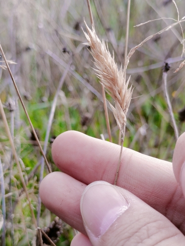 sweet vernal grass