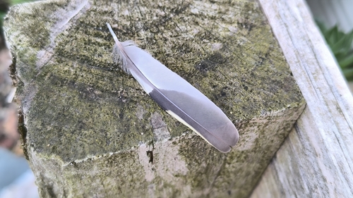 Plume de Chardonneret élégant