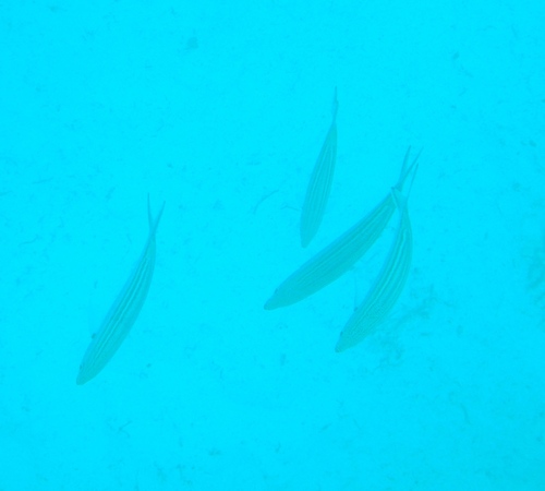 Caesio striata observed 2026-09-11