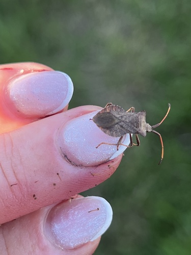 Dock Bug