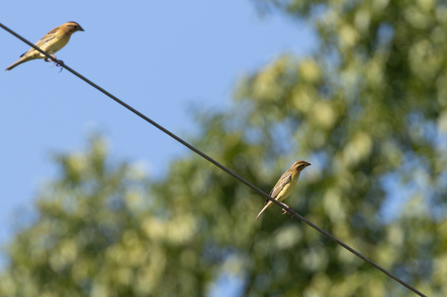 Bobolink