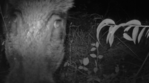 Wild Boar