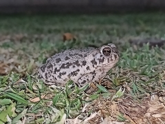 Anaxyrus compactilis