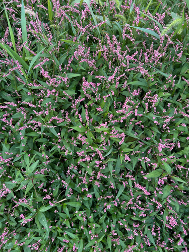 low smartweed