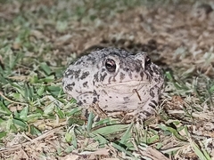 Anaxyrus compactilis