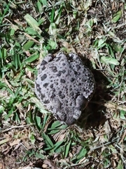 Anaxyrus compactilis