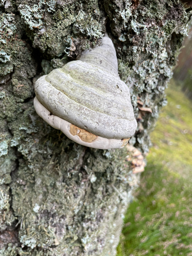 Hoof Fungus