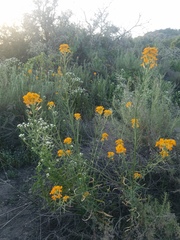 Erysimum capitatum capitatum