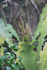 Disocactus crenatus